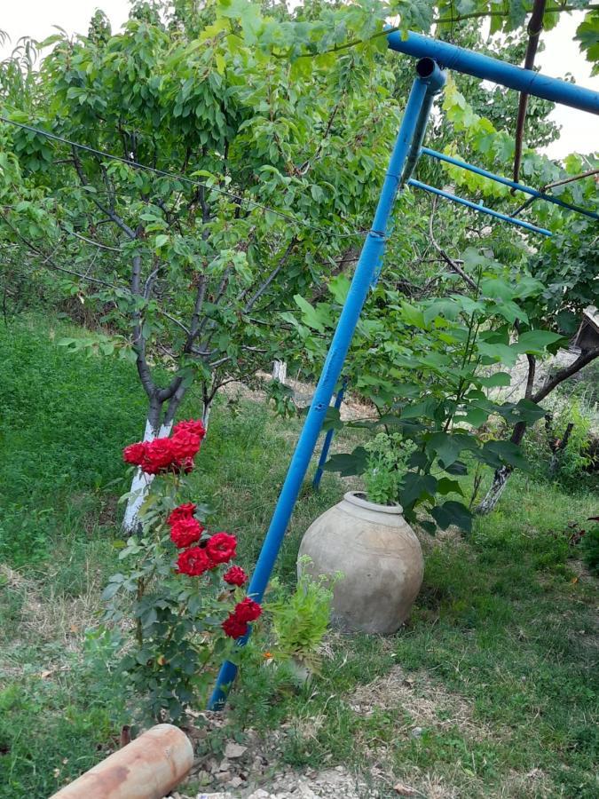Chʼiva Ararat B&B المظهر الخارجي الصورة