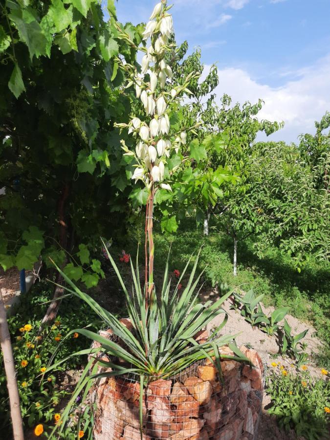 Chʼiva Ararat B&B المظهر الخارجي الصورة